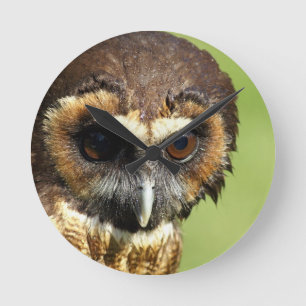 Owls Animal Birds Nature Park Tree Harmony Destiny Round Clock