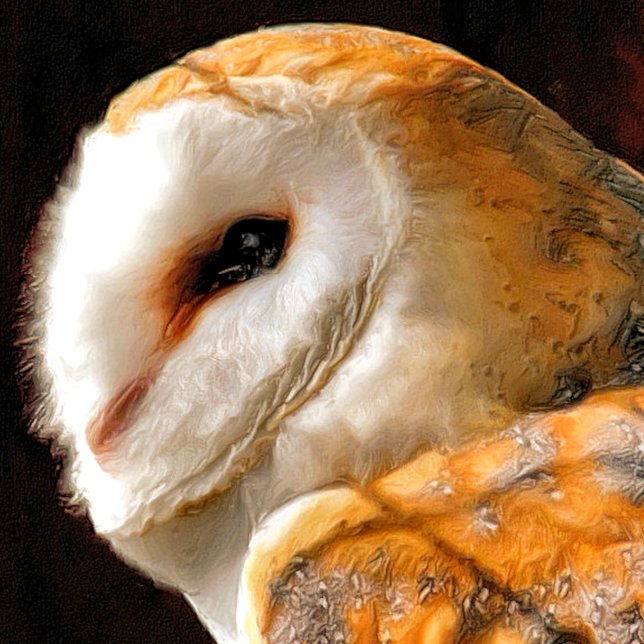 OWLS CARD (Creator Uploaded)