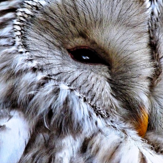OWLS CARD (A beautiful owl just keeping an eye on things. )