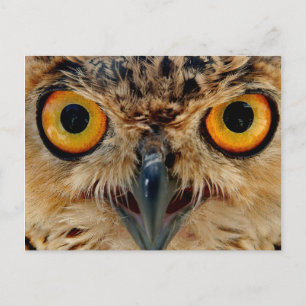Owls Eyes Postcard
