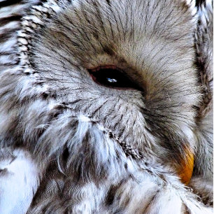OWLS INVITATION