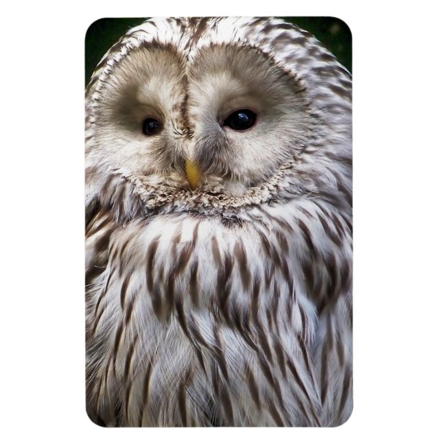 OWLS MAGNET (Vertical)