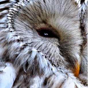 OWLS MAGNET