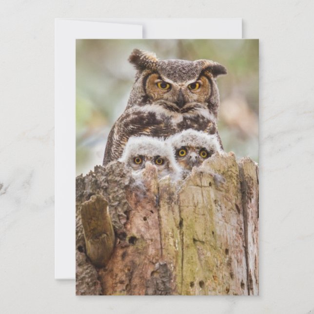 Owls on a Thank You Card (Front)
