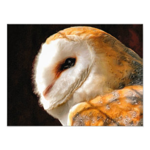 OWLS PHOTO PRINT