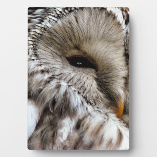 OWLS PLAQUE