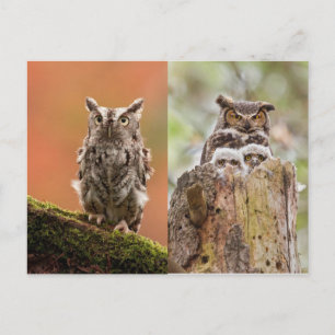 Owls Postcard