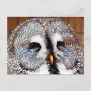 OWLS POSTCARD