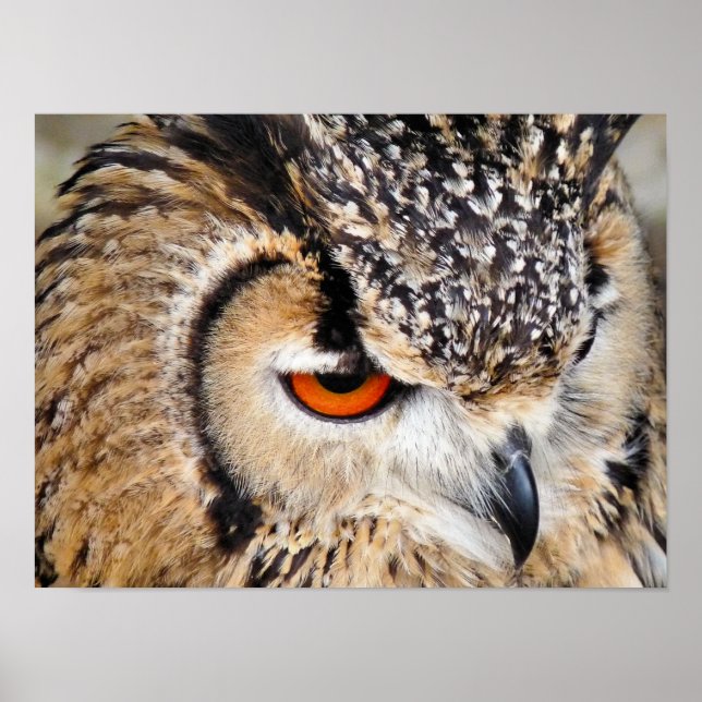 OWLS POSTER (Front)