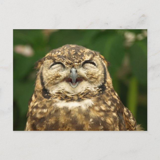 owl's smile!! :) postcard (Front)