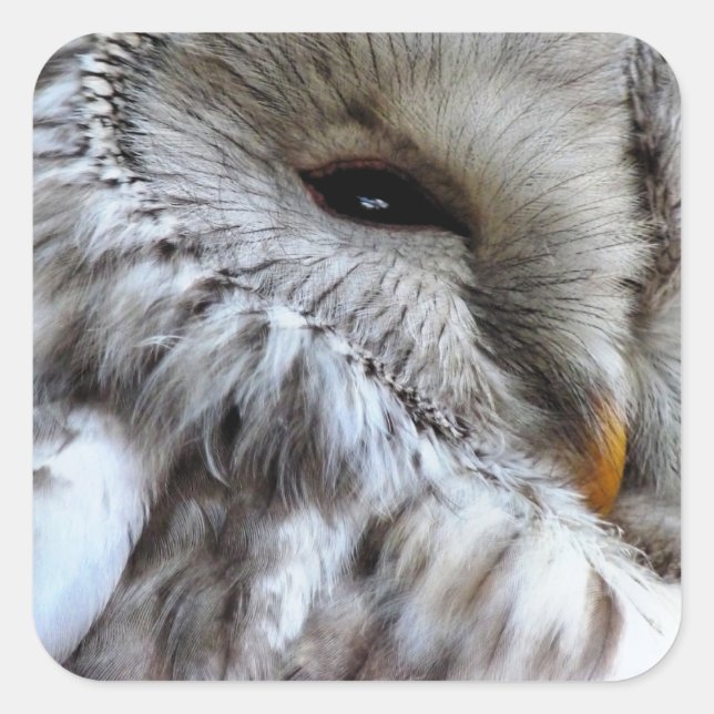 OWLS SQUARE STICKER (Front)