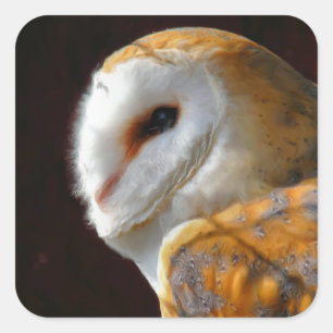 OWLS SQUARE STICKER