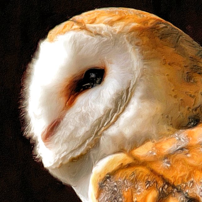 OWLS TEA TOWEL (A beautiful soft artistic watercolor of a Barn Owl.)