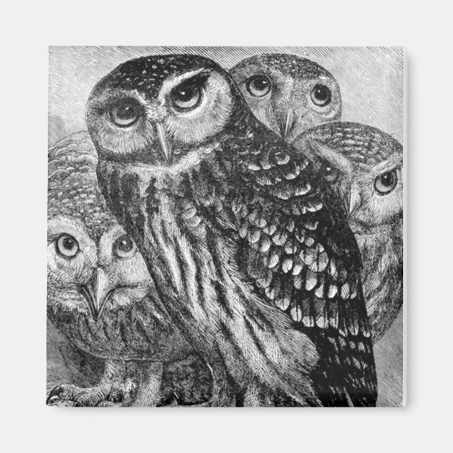Owls, vintage engraving magnet (Front)