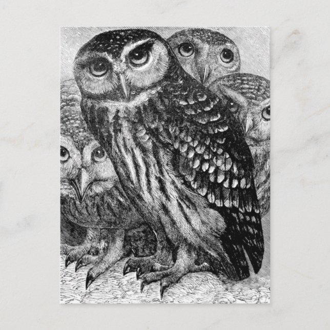 Owls, vintage engraving postcard (Front)