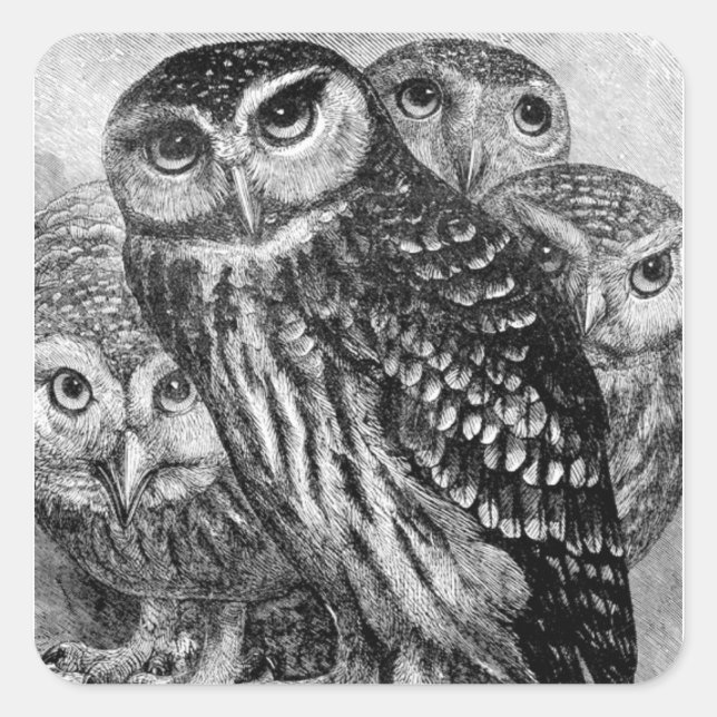 Owls, vintage engraving square sticker (Front)