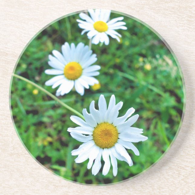 Ox-Eye Daisies Coaster (Front)