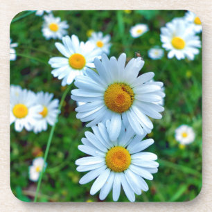 Ox-Eye Daisies Coaster