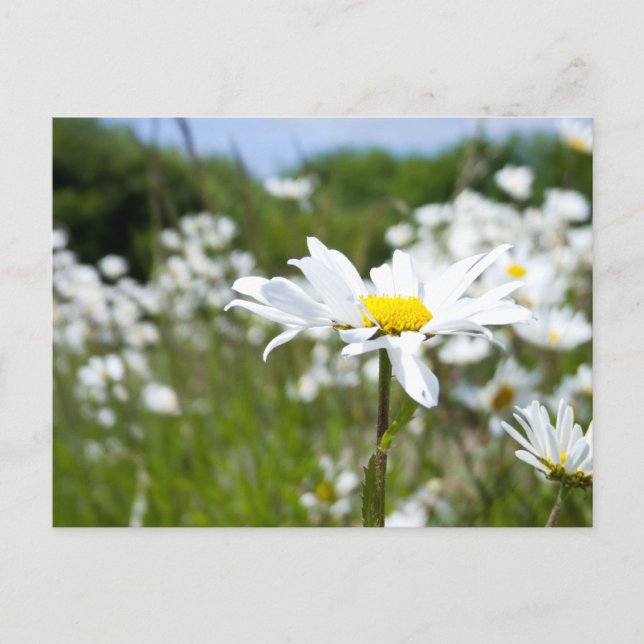 Ox-eye Daisies | Flower Postcard (Front)