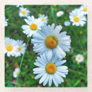 Ox-Eye Daisies Glass Coaster