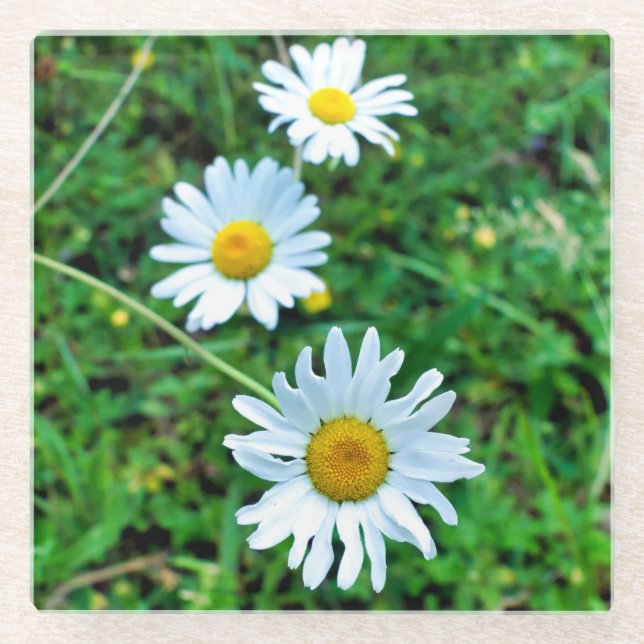 Ox-Eye Daisies Glass Coaster (Front)