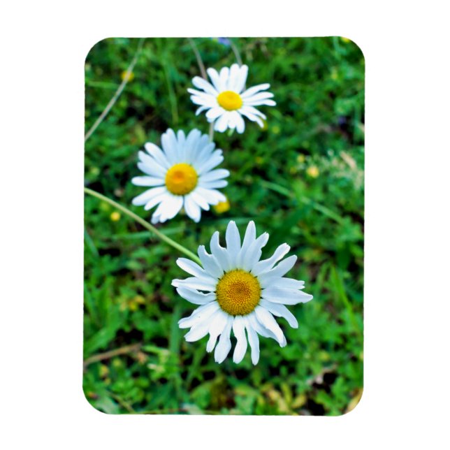 Ox-Eye Daisies Magnet (Vertical)