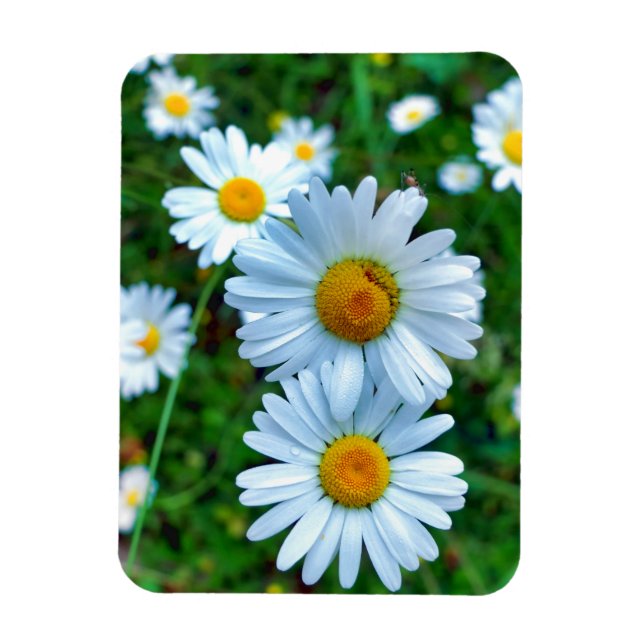 Ox-Eye Daisies Magnet (Vertical)