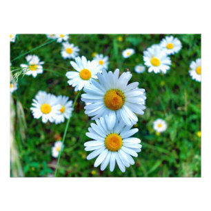 Ox-Eye Daisies Photo Print