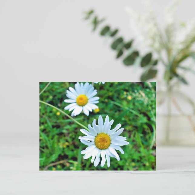 Ox-Eye Daisies Postcard (Standing Front)