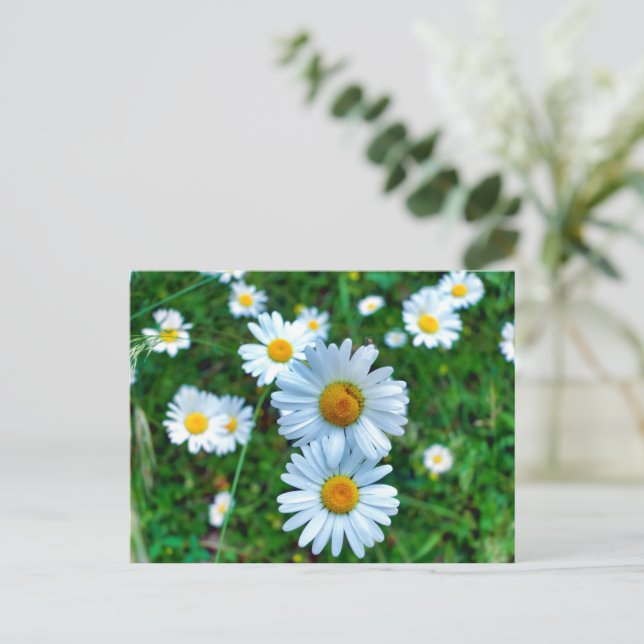 Ox-Eye Daisies Postcard (Standing Front)