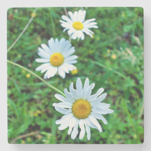 Ox-Eye Daisies Stone Coaster