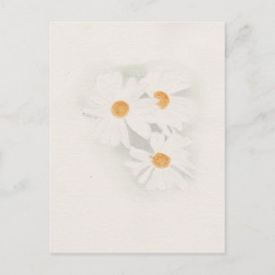 Ox eye daisy postcard