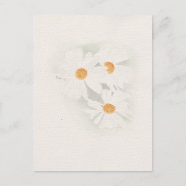 Ox eye daisy postcard (Front)