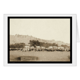 Ox Teams & Wagons Freighting Black Hills SD 1887