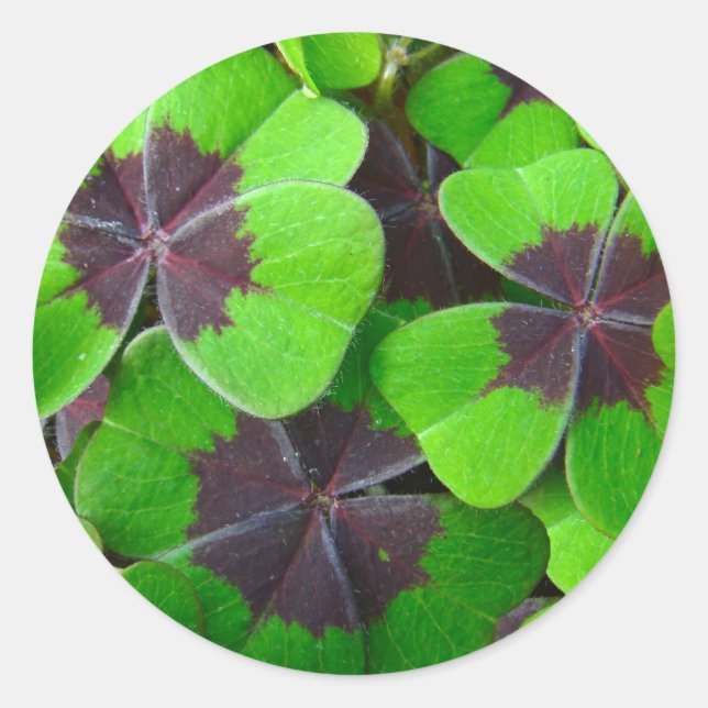 Oxalis Leaves - Red and Green Classic Round Sticker (Front)