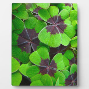 Oxalis Leaves - Red and Green Plaque