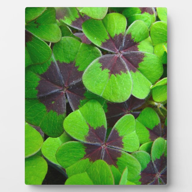 Oxalis Leaves - Red and Green Plaque (Front)