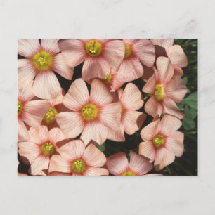 Oxalis, wood-sorrel Flowers Postcard