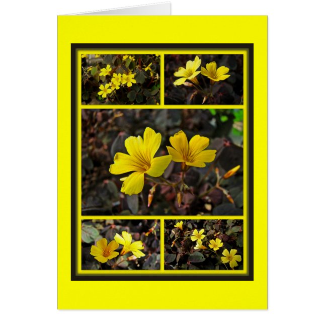Oxalis Yellow-Flowered Houseplant (Front)