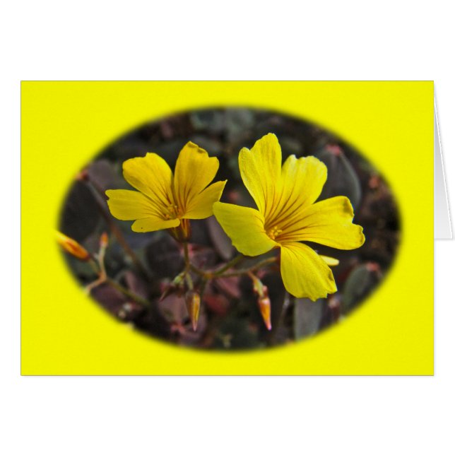 Oxalis Yellow-Flowered Houseplant (Front Horizontal)