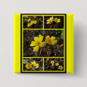 Oxalis Yellow-Flowered Houseplant 15 Cm Square Badge