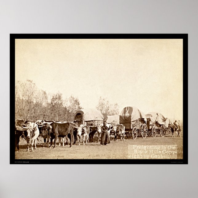 Oxen Freighting In the Black Hills SD 1887 Poster (Front)