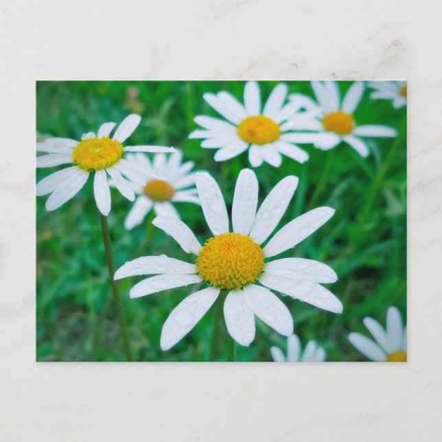 Oxeye Daisy Flowers Meadow Photo Photography Art Postcard (Front)