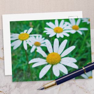 Oxeye Daisy Flowers Meadow Photo Photography Art Postcard