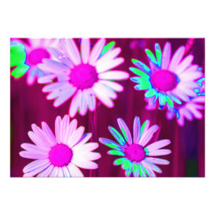 Oxeye Daisy Meadow Pop Art Style Photo Print