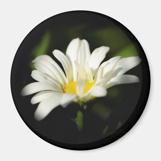 Oxeye Daisy Round Magnet (Front)