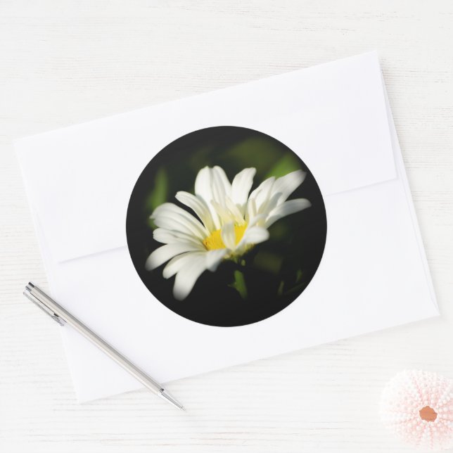 Oxeye Daisy Round Sticker (Envelope)