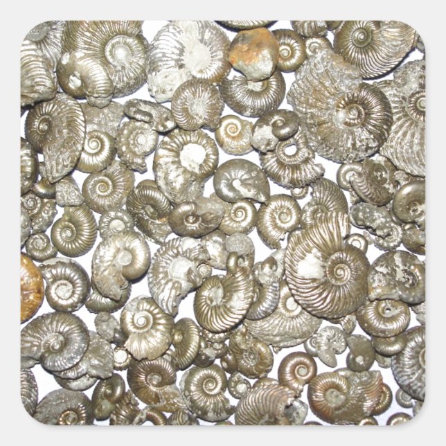 Oxford clay ammonites Photograph Square Sticker (Front)