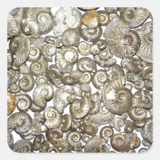 Oxford clay ammonites Photograph Square Sticker