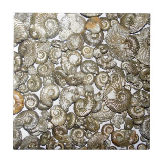Oxford clay ammonites Photograph Tile